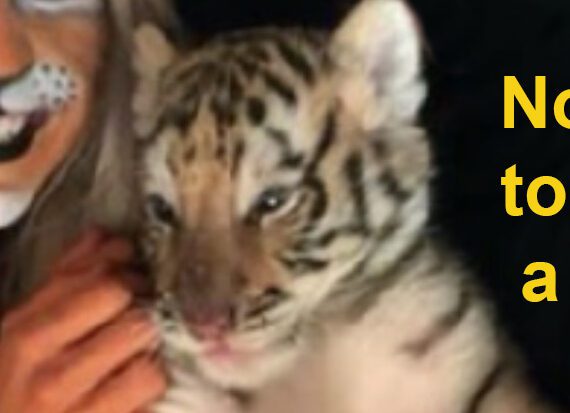 Tiger Cub Abuse