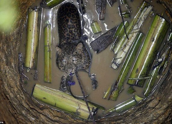 Leopard Fallen In Well