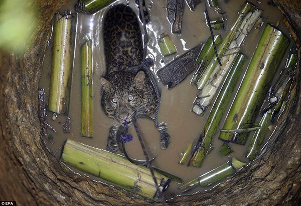 Leopard Fallen In Well