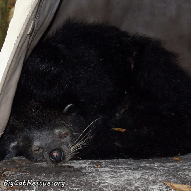 Wake up Bean Bearcat