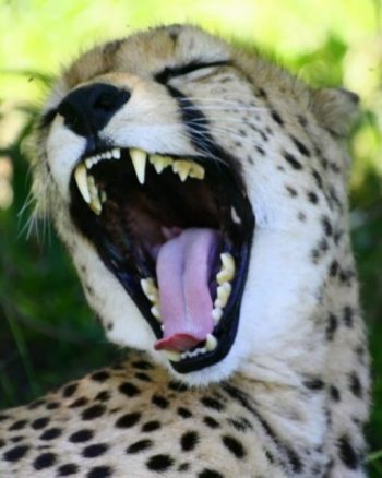 african cats cheetah 4 1250383 e1572932220230
