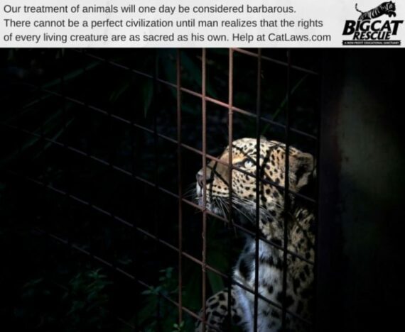 Cat Laws No Cages Sundari Leopard
