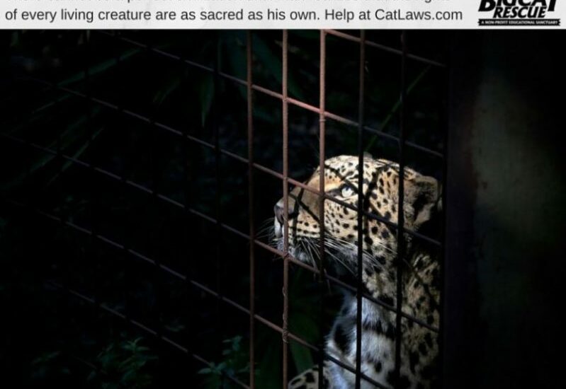 Cat Laws No Cages Sundari Leopard
