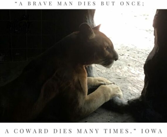 Cowards Die Many Times