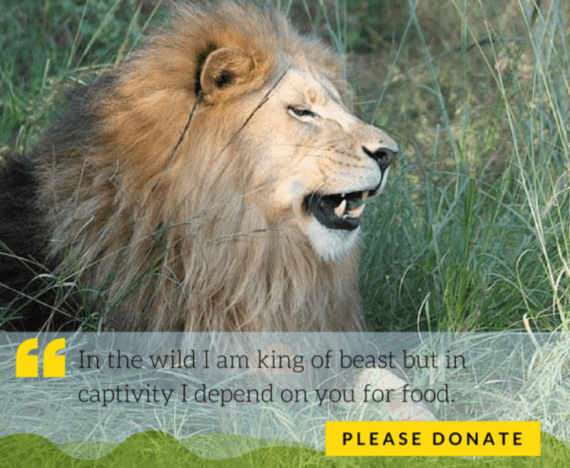 Donate to Feed Lions