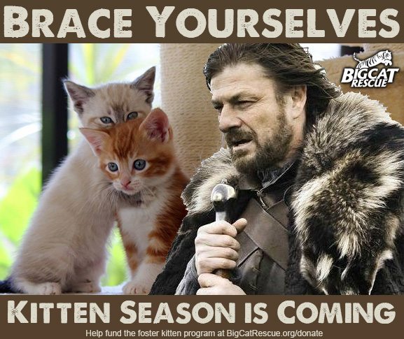 Kitten Season