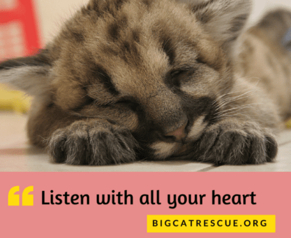 Listen With All Your Heart Cub