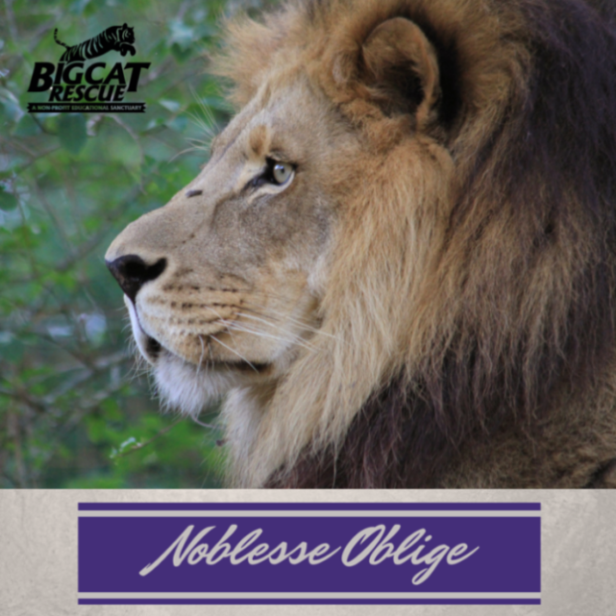 Noblesse Oblige Big Cat Rescue