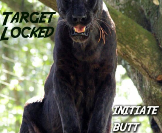 Target Locked Initiate Butt Wiggle