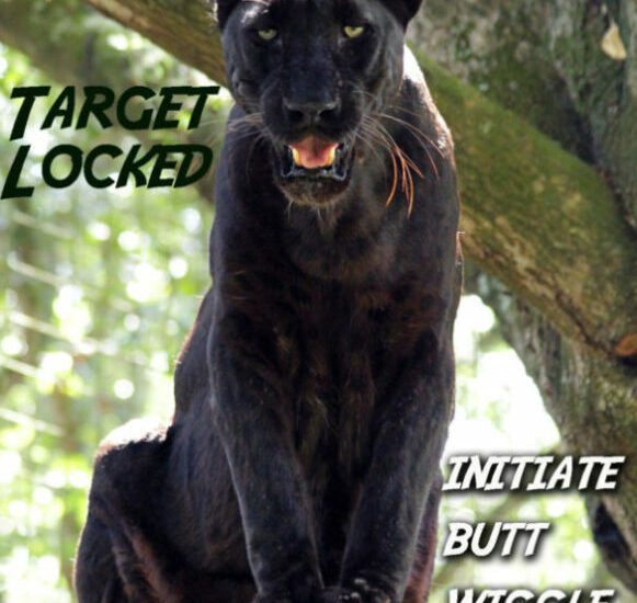 Target Locked Initiate Butt Wiggle