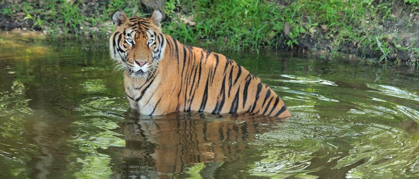 Broken Tail: A Tiger's Last Journey, Tiger Facts, Nature