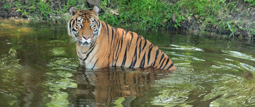 Hoover Tiger at Big Cat Rescue