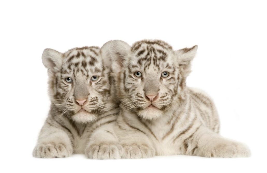 Sad white tiger cubs taken from their mom