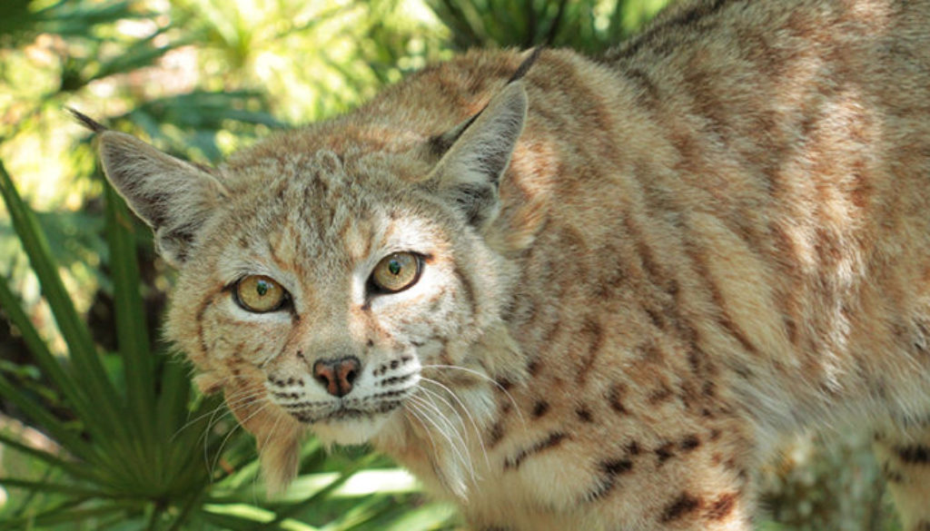 Don't They Miss Being Petted? | Big Cat Rescue