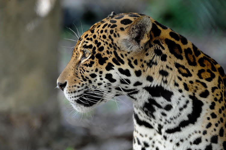 jaguar project 2016