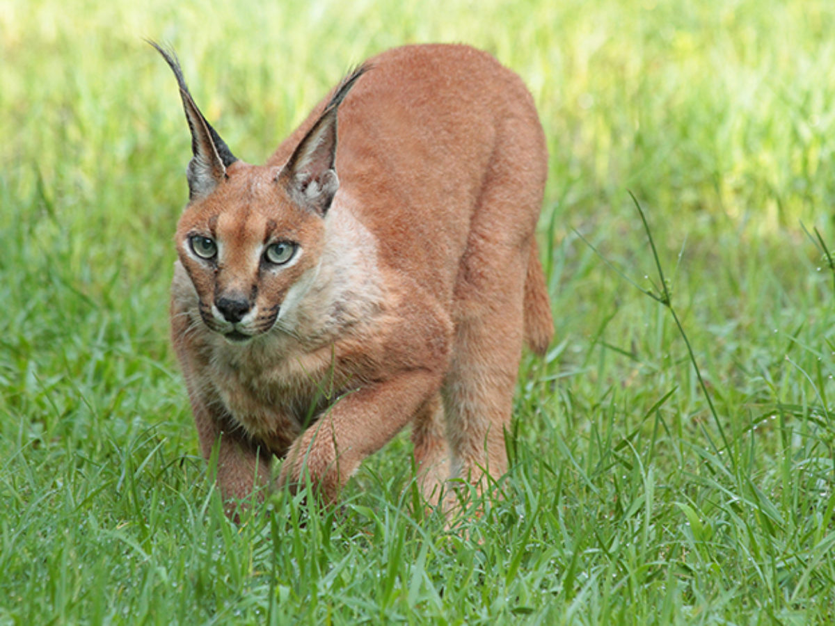Caracal Cat For Sale Usa