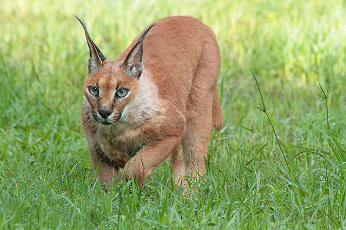 Caracal Cat and Caracal Kitten Facts 