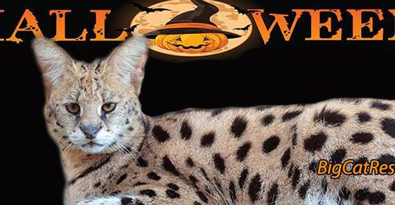 halloween serval banner