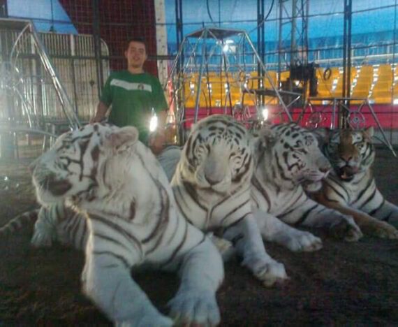 mexico-circus-tigers