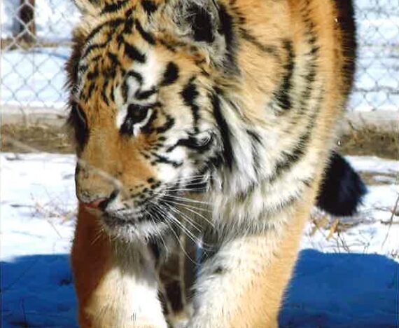 tigers 2006