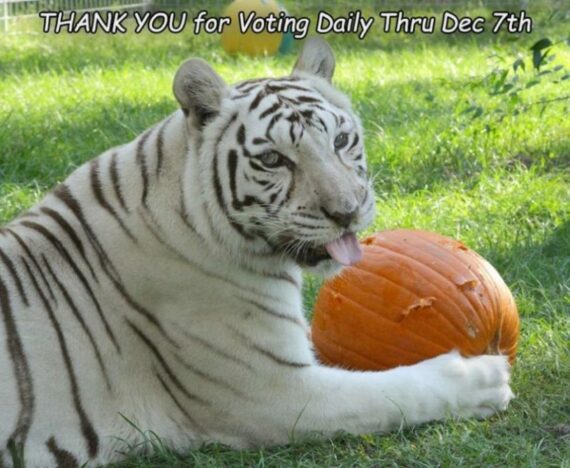 vote zabu white tiger pumpkin