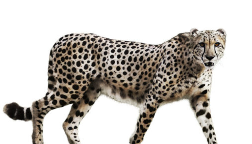 Photo of a Cheetah