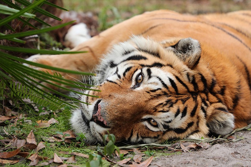 Charaka Tiger