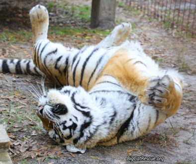 Bo Derek gives Big Cat Rescue a 10