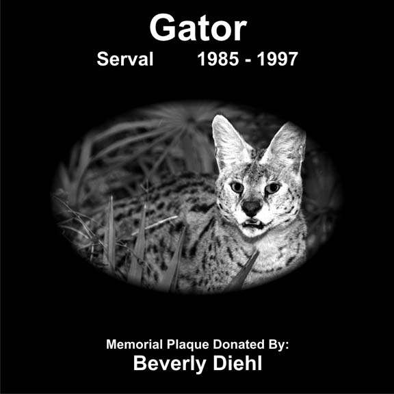 Gator Serval
