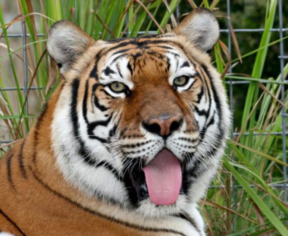 India Tiger