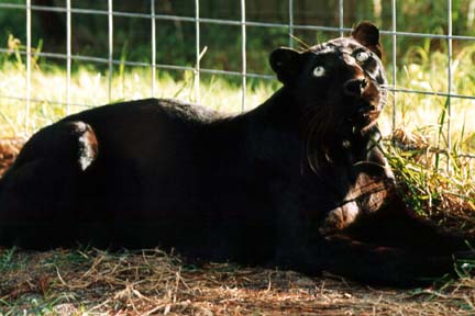 Venus Black Leopard