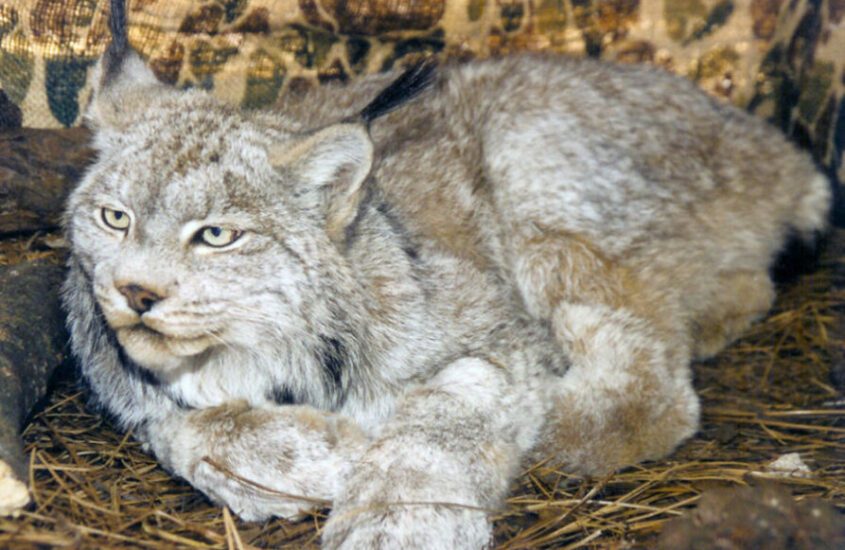 Canada Lynx Shatia