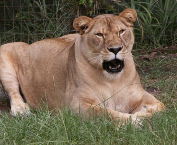 Sarabi Lioness