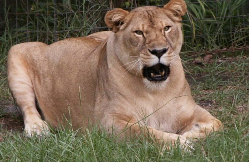 Two Brown Lions Lying on Grass · Free Stock Photo