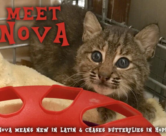 Meet Nova Bobcat