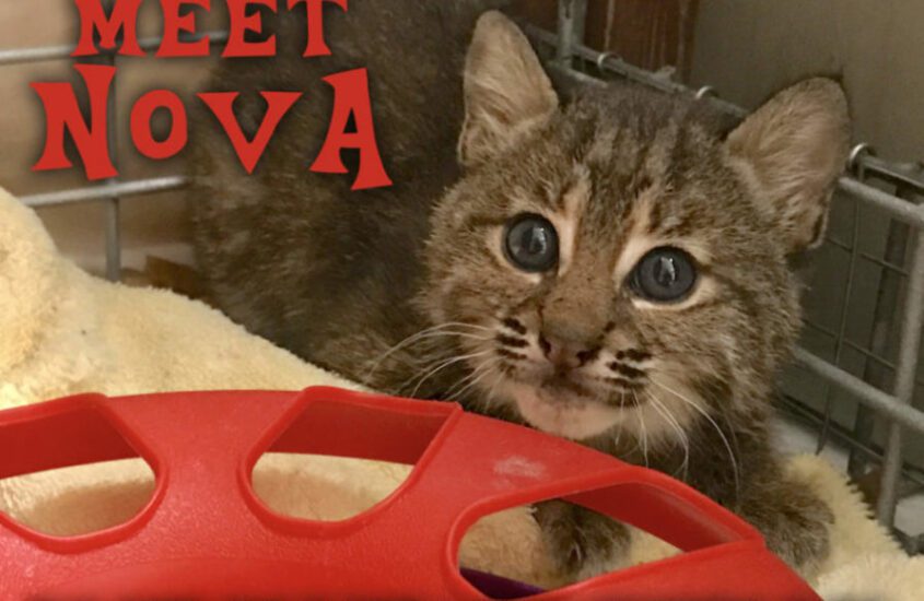 Meet Nova Bobcat