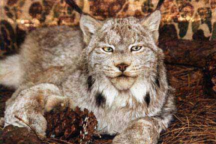 Saskwatch Canada Lynx
