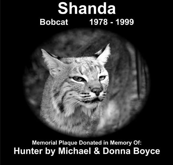 Shanda Bobcat