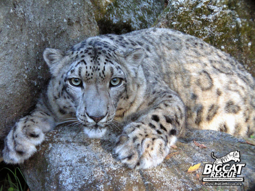 Snow Leopard - Facts - Natural History - Conservation Status - Project  Survival Cat Haven