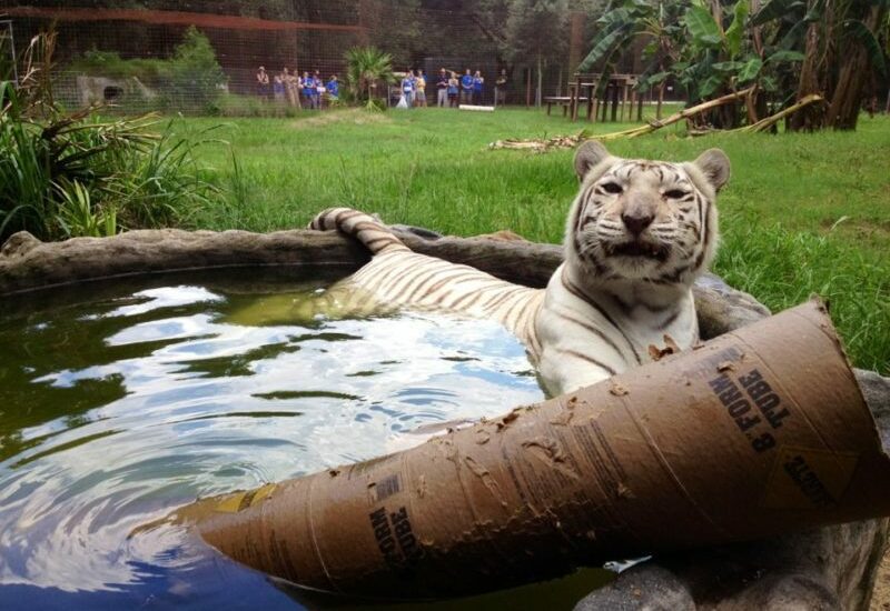 Zabu white tiger swimming w/ enrichment