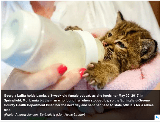 bobcat cat kitten killed and tested for rabies