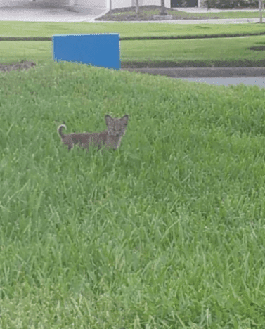 Baby Bobcat Rescue Attempt