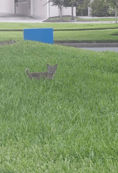 Baby Bobcat Rescue Attempt