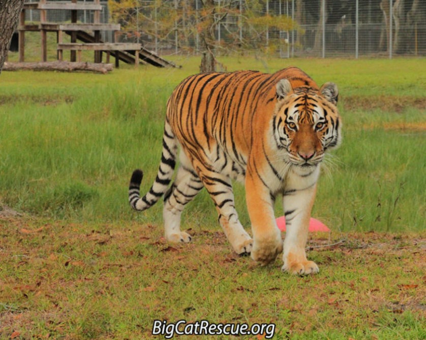 Buy A Big Cat What is the Real Cost | Big Cat Rescue
