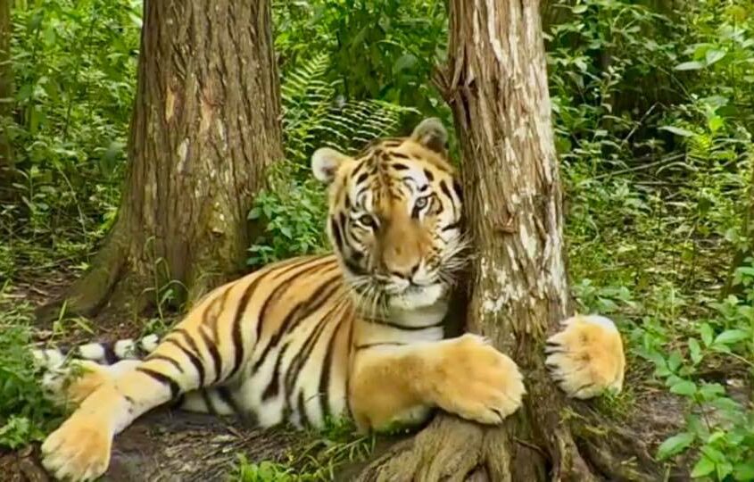 Seth, the Tree Hugger This was taken on the Tiger Lake web cam. Find all our web cams at BigCatCams.com Photo by viewer Maegan S.