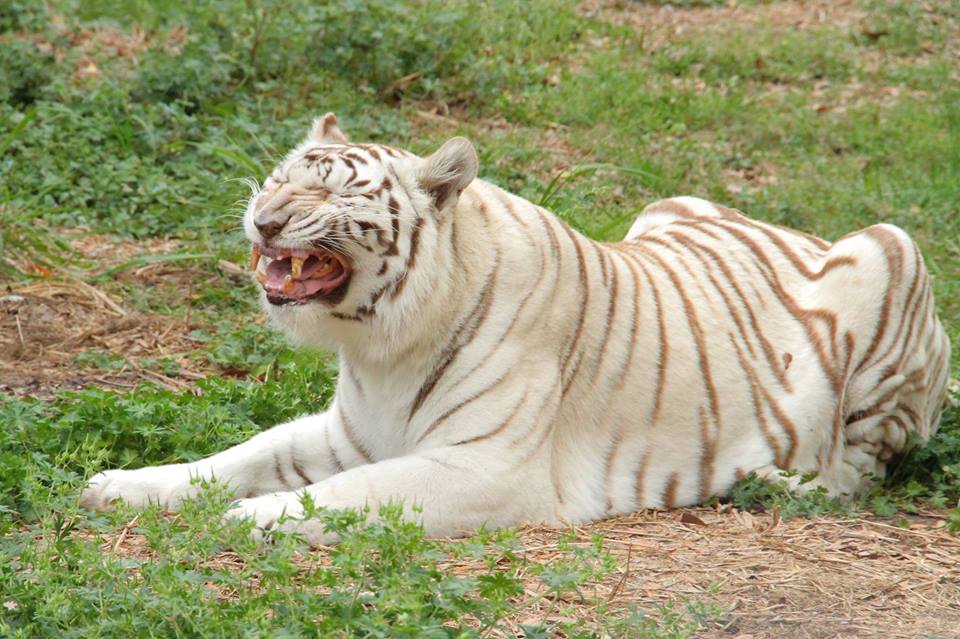 big cat rescue white tiger