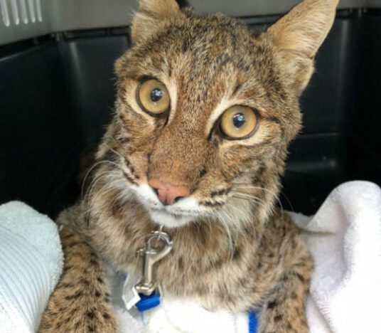 Carole got a call from a rehabber that does not do Florida Bobcats. Someone had dropped a Florida Bobcat at their gate. Carole is just now back to the sanctuary now with the bobcat. Vet will meet her at the sanctuary to sedate, do x-rays to check for injuries, do blood work, and a complete exam. We will stream http://BigCatRescue.org/vet Come join us an meet the new bobcat.
