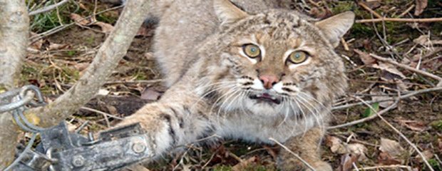 Urgent plea for Indiana’s bobcats!