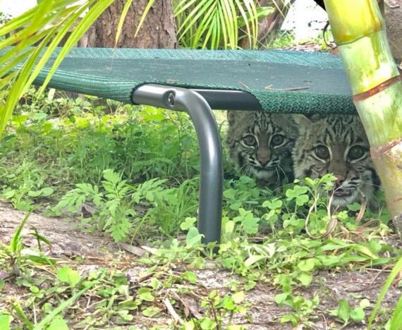 Clover Bobcat on the left and Lucky Bobcat on the right are cozy under the Coolaroo hammock, but they've been spied snuggled up on it too. These guys are here for rehab and release back to the wild, where they belong.