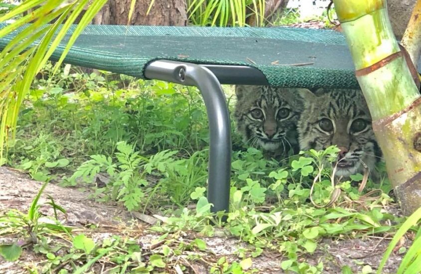 Clover Bobcat on the left and Lucky Bobcat on the right are cozy under the Coolaroo hammock, but they've been spied snuggled up on it too. These guys are here for rehab and release back to the wild, where they belong.